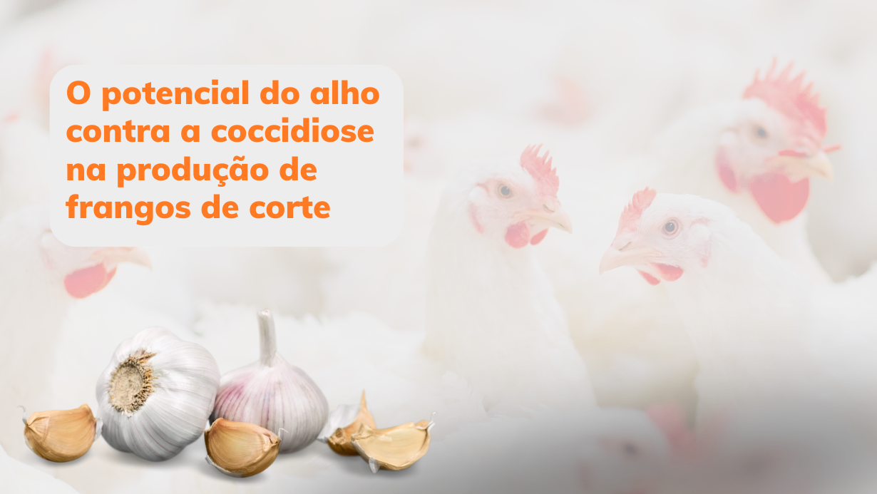 O potencial do alho contra a coccidiose na produção de frangos de corte