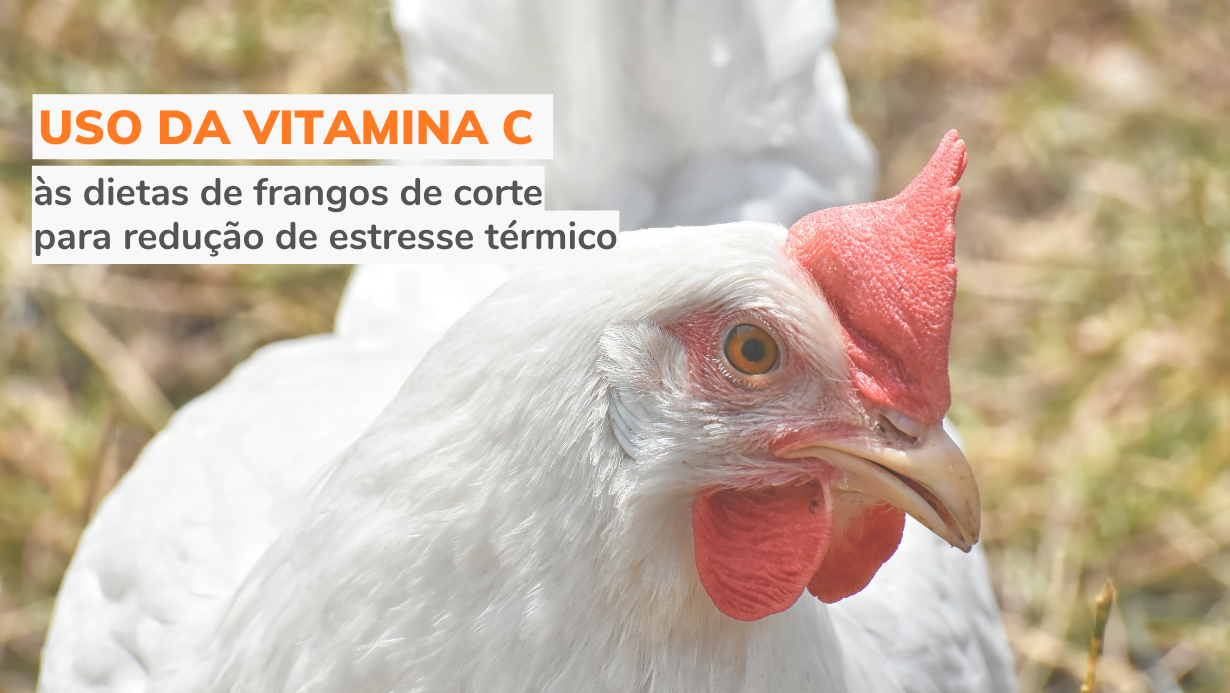 Uso da vitamina C às dietas de frangos de corte para redução de