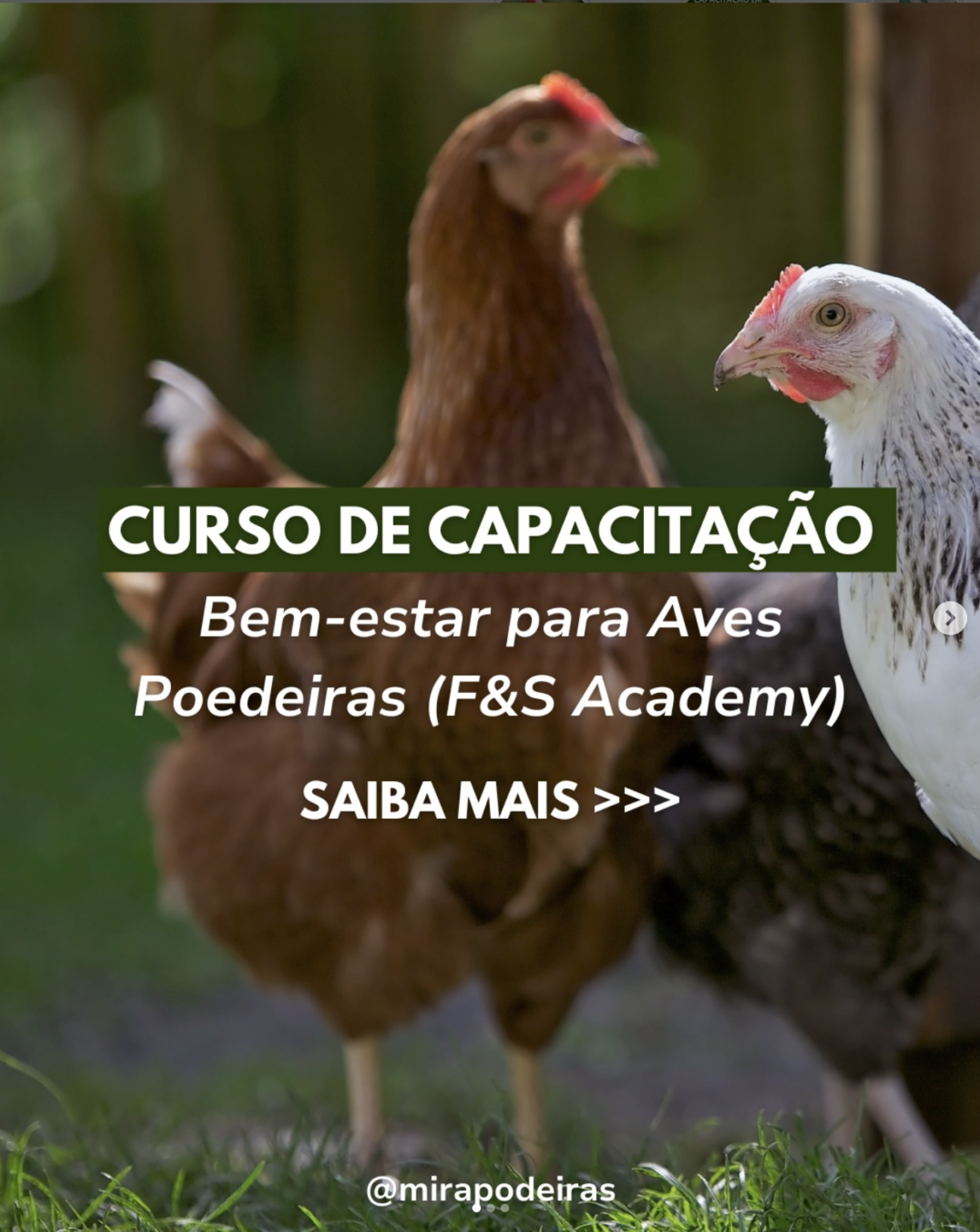 F S Academy lança curso em bem estar de aves poedeiras MIRA