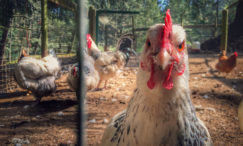 Sistema cage-free frente às novas tendências de consumo de alimentos