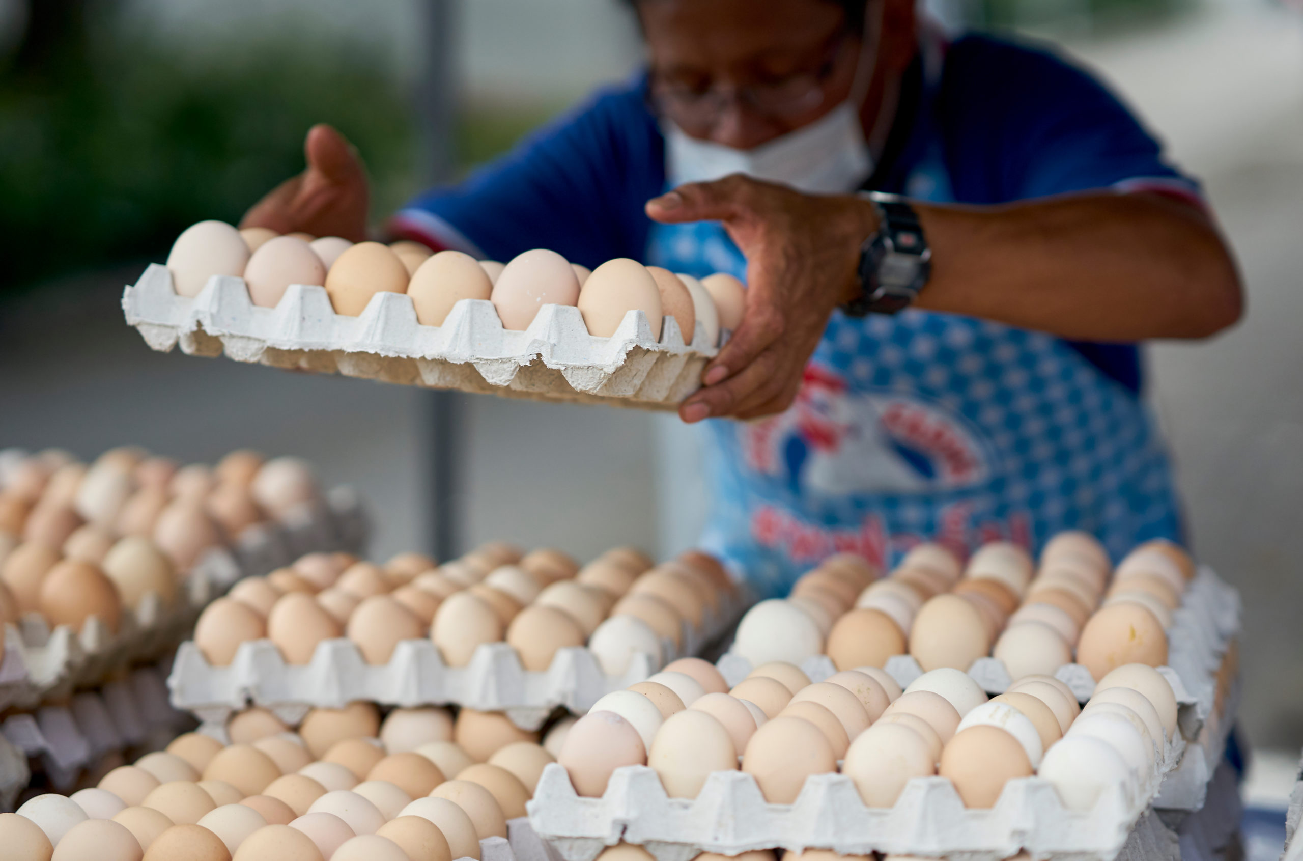 Produção de ovos no Brasil e em Pernambuco