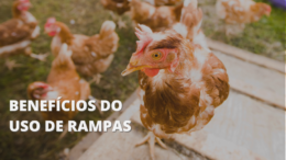 Uso de rampas diminui a incidência de fraturas de quilha de galinhas