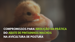 Compromissos para abolição da prática do abate de pintainhos machos na avicultura de postura