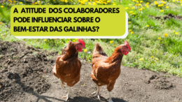 A atitude e o comportamento dos colaboradores podem influenciar sobre o bem-estar das galinhas poedeiras