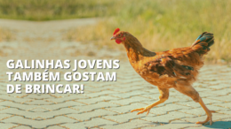 Galinhas jovens também gostam de brincar!