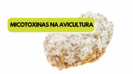 Micotoxinas na avicultura