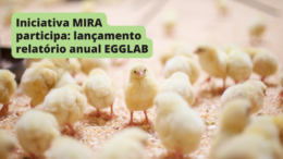 Iniciativa MIRA participa do lançamento do EggLab – Relatório Anual 2022 sobre compromissos de empresas em relação a ovos de galinhas livres de gaiolas