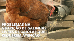 Problemas na nutrição de galinhas livres de gaiolas que requerem atenção