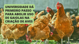 Universidade dá primeiro passo para abolir uso de gaiolas na criação de aves