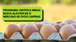 Mercado de ovos caipiras é promissor em Minas Gerais