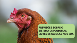 Previsões sobre o sistema de poedeiras livres de gaiolas nos EUA 