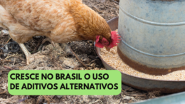 Uso de aditivos alternativos cresce na produção brasileira