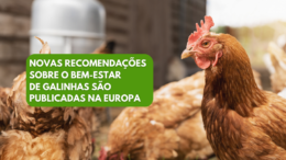 Novas recomendações sobre o bem-estar de galinhas são publicadas na Europa