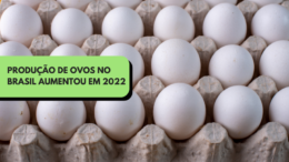 Produção de ovos no Brasil aumentou em 2022