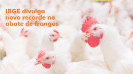 IBGE divulga novo recorde no abate de frangos