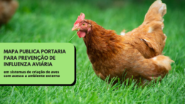 MAPA publica portaria para prevenção de Influenza Aviária em sistemas de criação de aves com acesso a ambiente externo