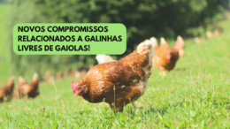 Novos compromissos relacionados a galinhas livres de gaiolas!