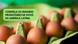 Conheça os maiores produtores de ovos da América Latina