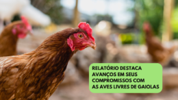 Relatório destaca avanços em seus compromissos com as aves livres de gaiolas