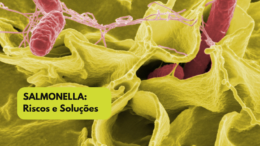 Salmonella: riscos e soluções