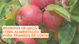 Resíduos de maçã como ingrediente alternativo para ração de frangos de corte