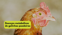 Doenças metabólicas de galinhas poedeiras