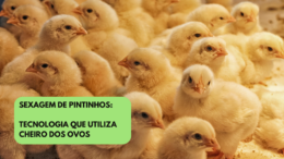 Sexagem de pintinhos: tecnologia que utiliza cheiro dos ovos