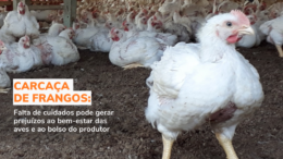 Carcaça de frangos: falta de cuidados pode gerar prejuízos ao bem-estar das aves e ao bolso do produtor