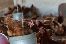 Avicultura de galinha caipira garante renda na agricultura familiar baiana