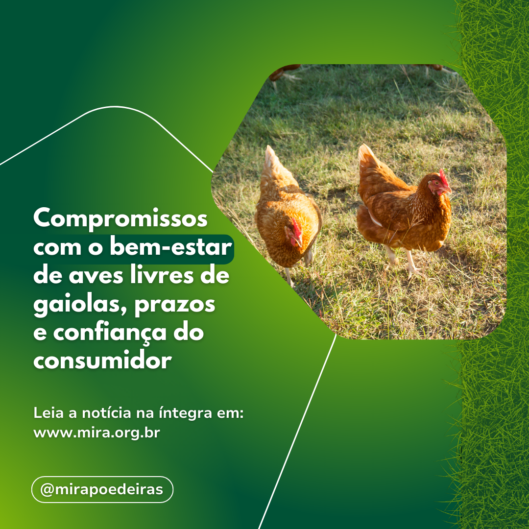 Compromissos com o bem-estar de aves livres de gaiolas, prazos e confiança do consumidor 