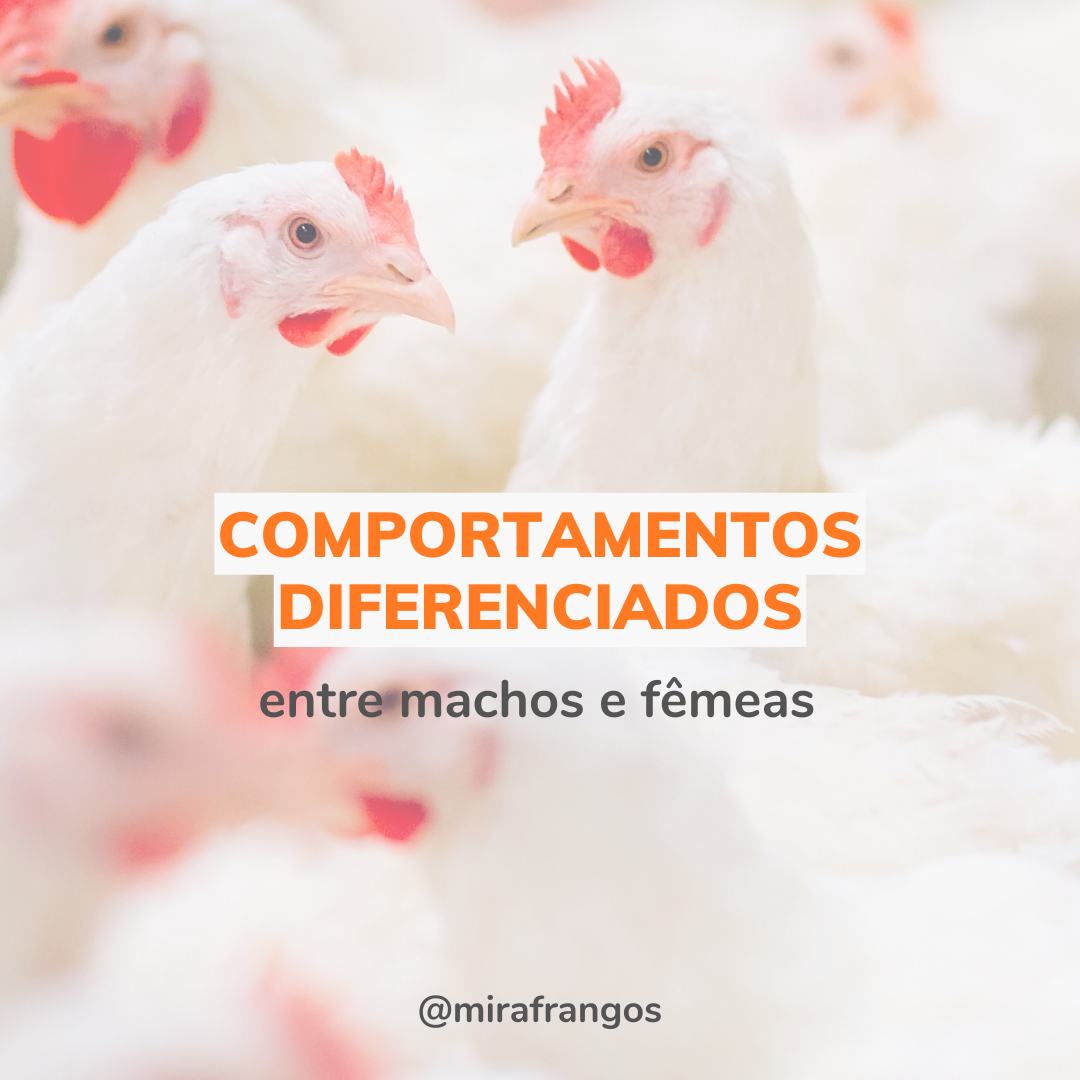 Diferenças comportamentais entre aves machos e fêmeas  