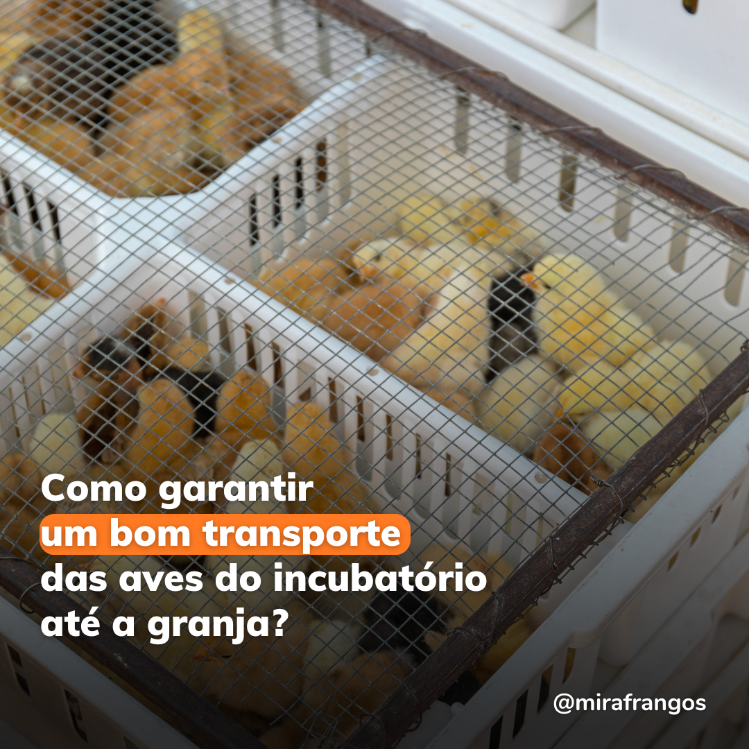 Medidas durante o transporte de pintinhos do incubatório para a granja 