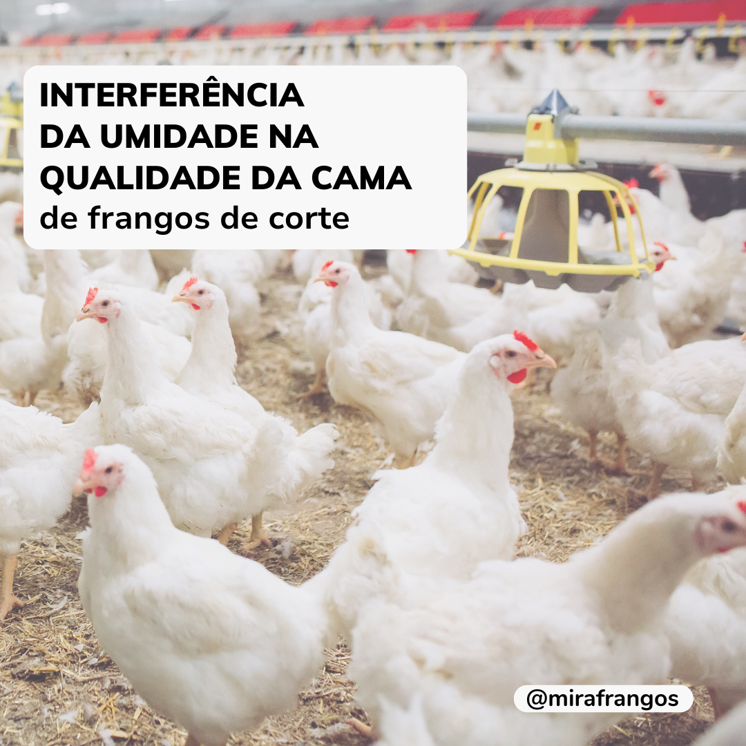 Importância do monitoramento da umidade na qualidade da cama de frangos