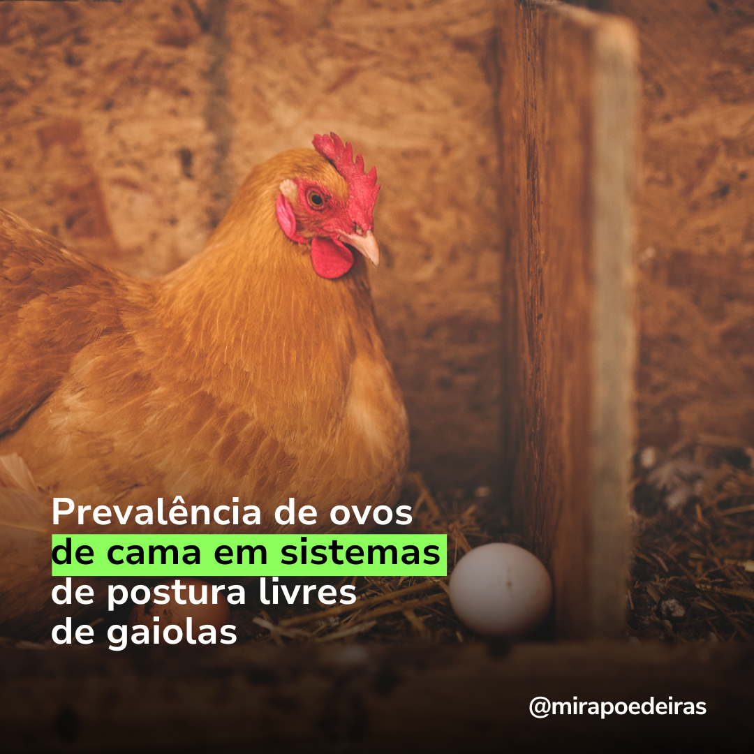 Como os ovos no piso podem ser evitados em sistemas de alojamento sem gaiola