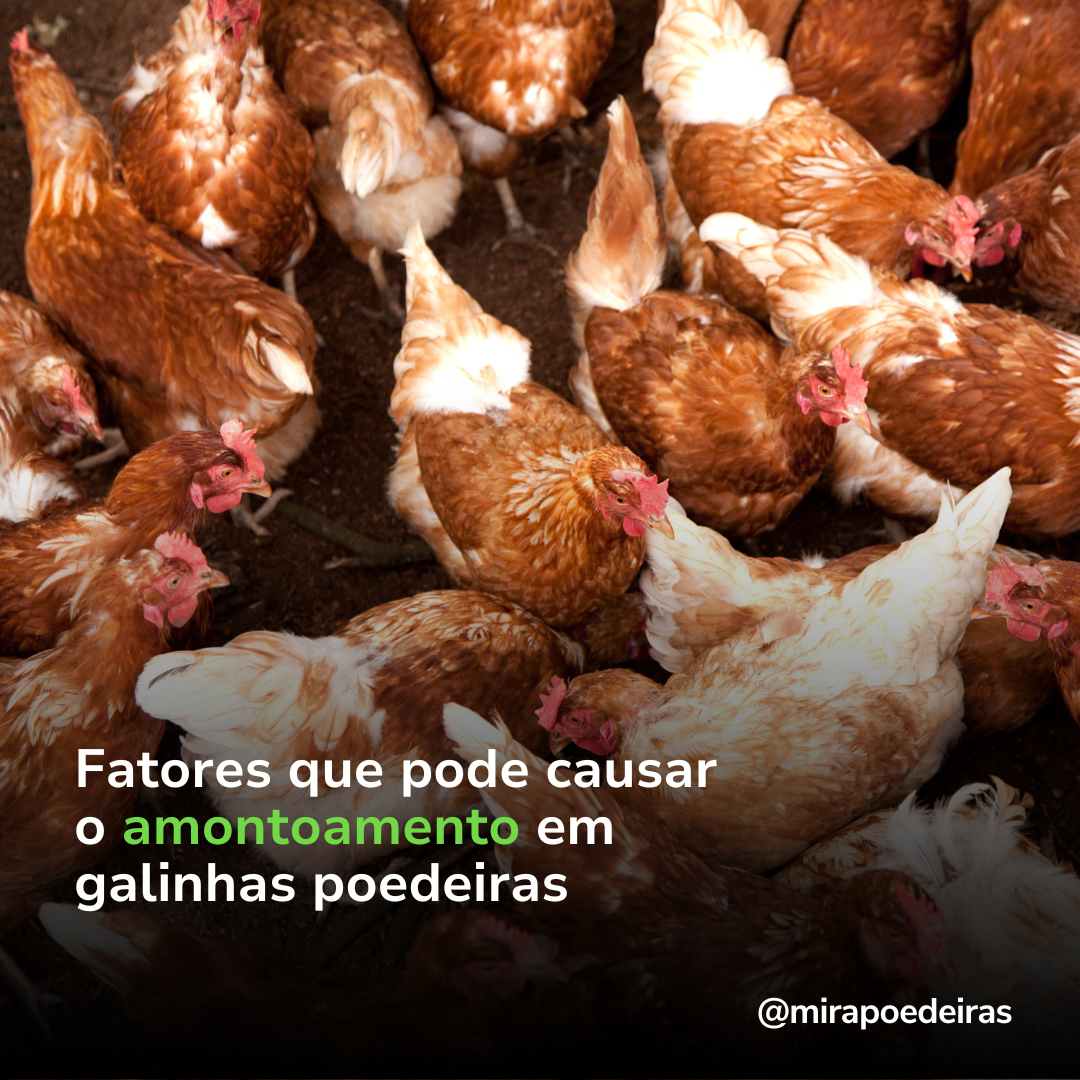 Quais os fatores que podem causar o amontoamento de galinhas poedeiras? 