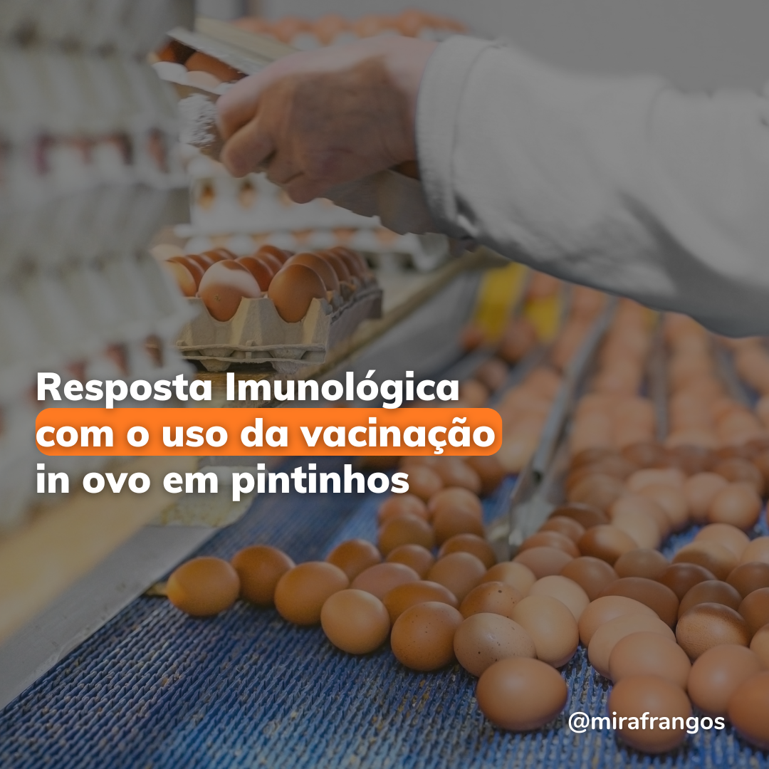 Vacinação in ovo e a resposta imune em pintinhos