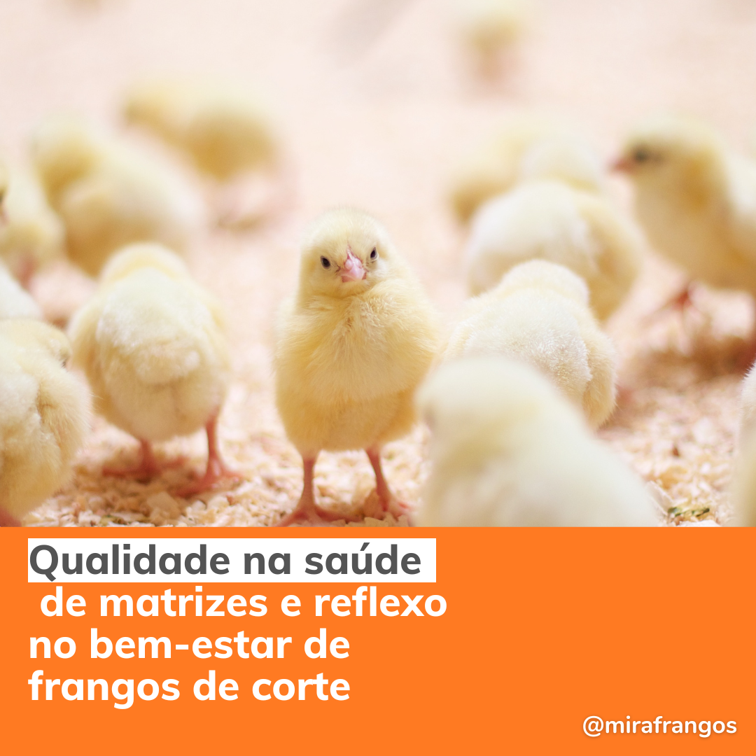 Cuidados na saúde de matrizes refletem sobre o bem-estar dos frangos de corte