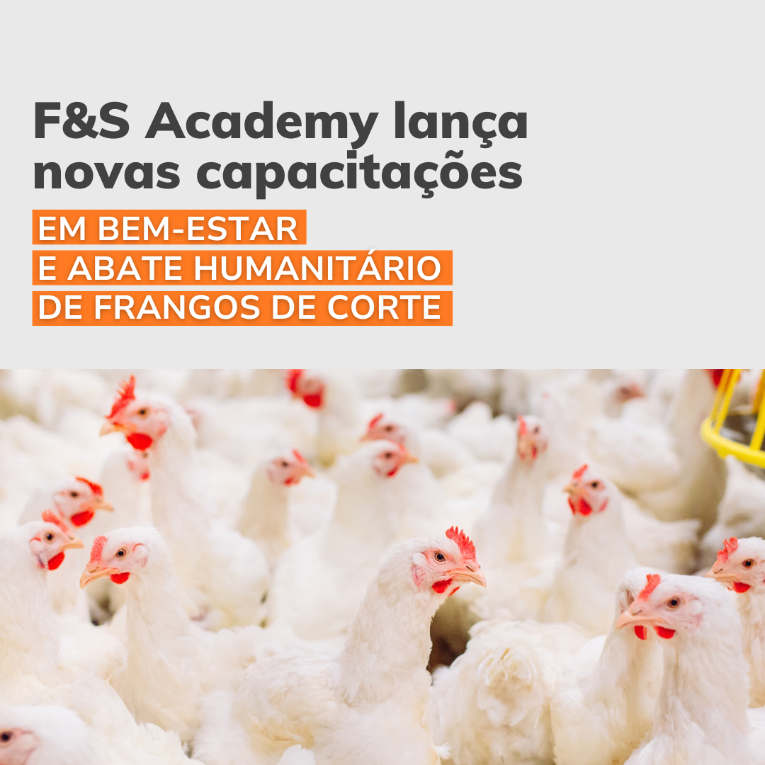 F&S Academy lança novas capacitações em bem-estar e abate humanitário de frangos de corte