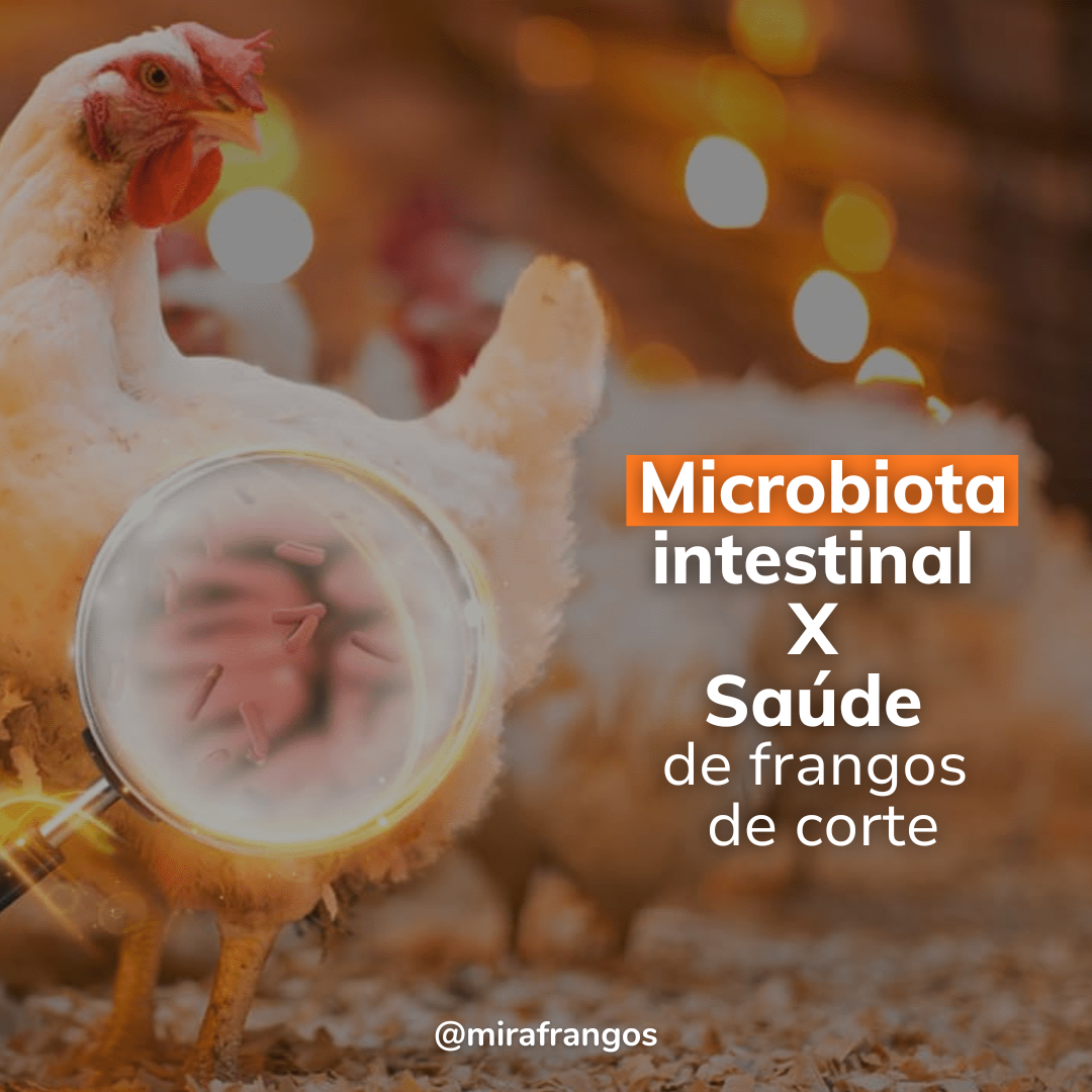 Percepções sobre o microbioma avícola podem trazer melhorias para a produção de aves