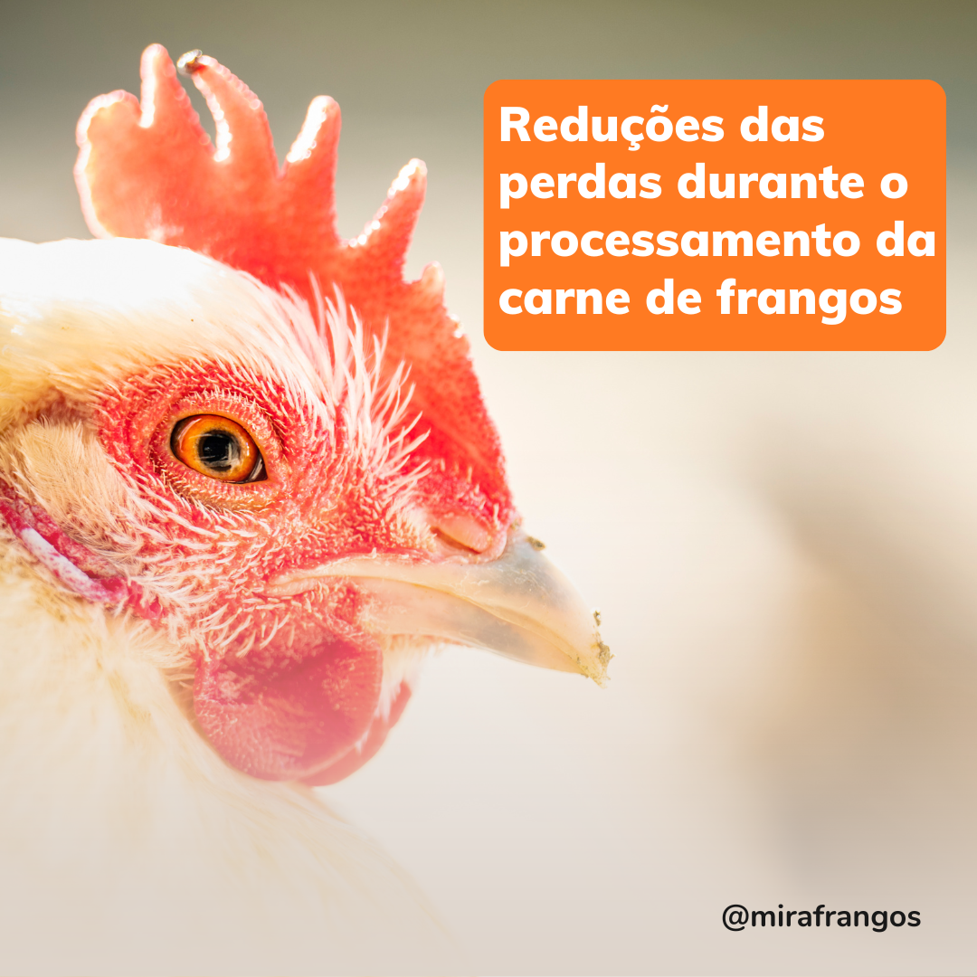 Como minimizar perdas durante o processamento da carne de frango