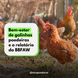 Relatório registra adoção de boas práticas no bem-estar de aves pela indústria