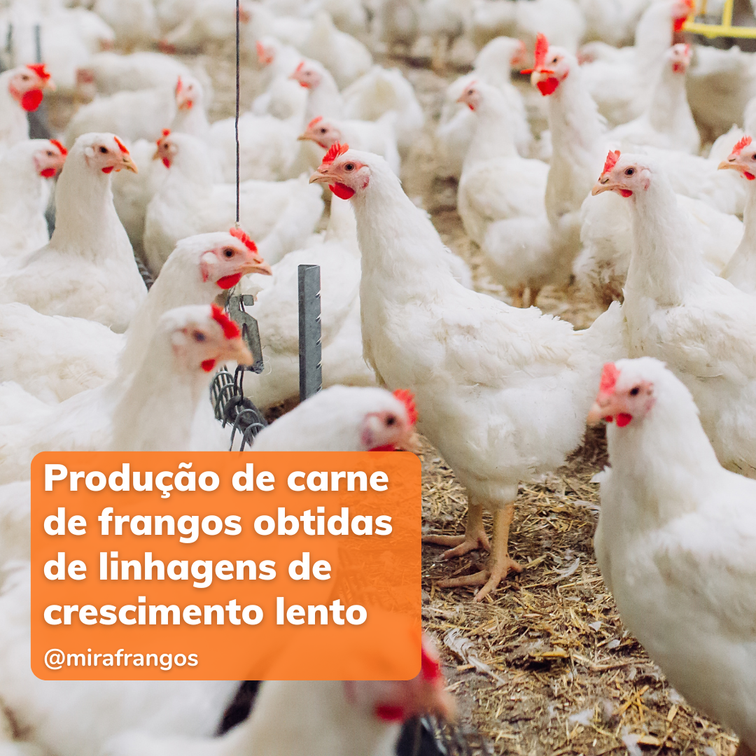 Empresa dos EUA passa a  produzir carne de frango utilizando linhagens de crescimento lento