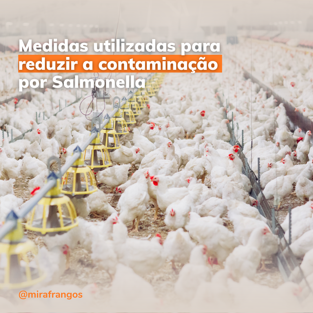 Estratégias utilizadas para reduzir o risco de contaminação por Salmonella