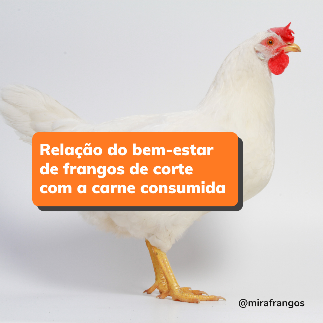 Relação entre o bem-estar das aves de corte com a qualidade da carne consumida