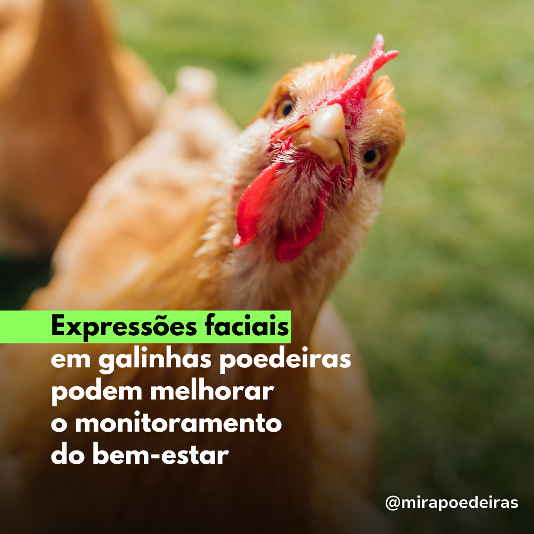 Expressões faciais em galinhas poedeiras podem melhorar o monitoramento do bem-estar