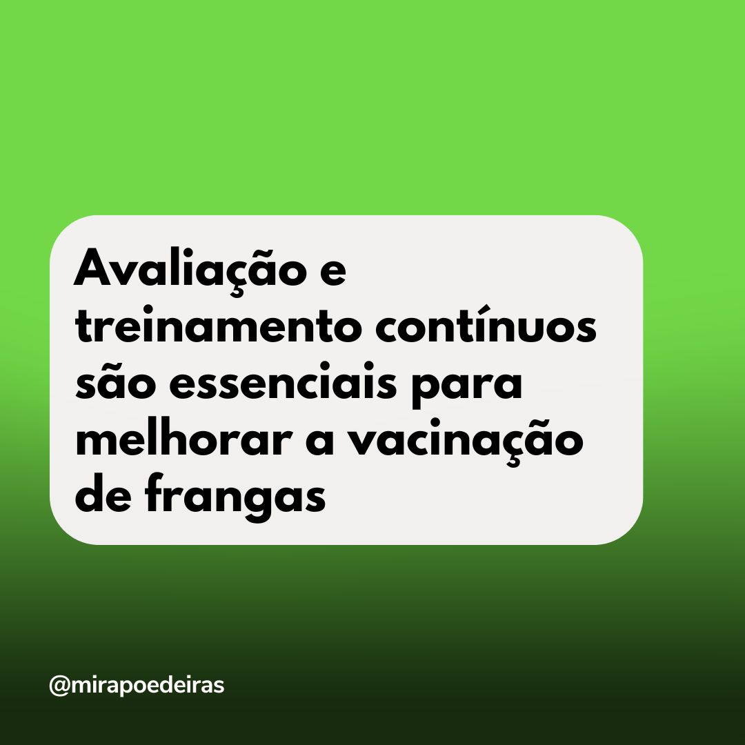 Avaliação e treinamento contínuos são essenciais para melhorar a vacinação de frangas