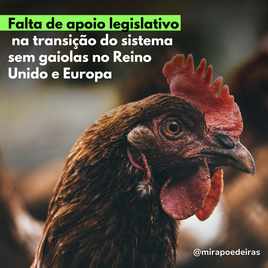 Falta de apoio legislativo na transição do sistema sem gaiolas no Reino Unido e Europa