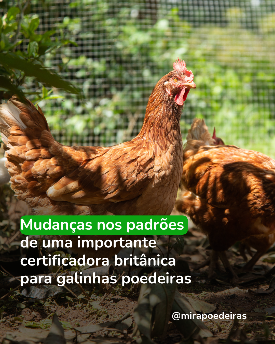 Mudanças nos padrões de uma importante certificadora britânica para galinhas poedeiras