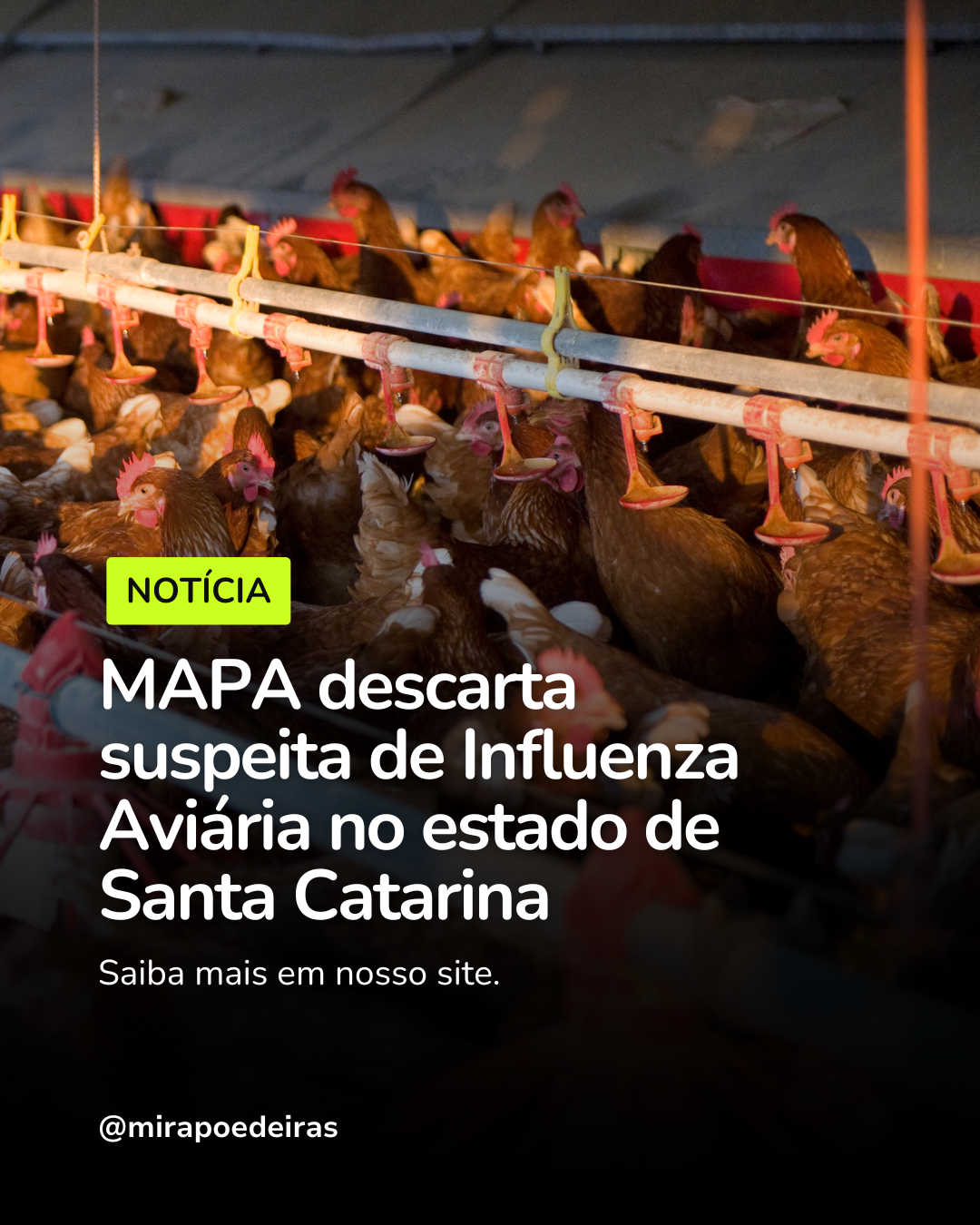 MAPA descarta suspeita de Influenza Aviária no estado de Santa Catarina 
