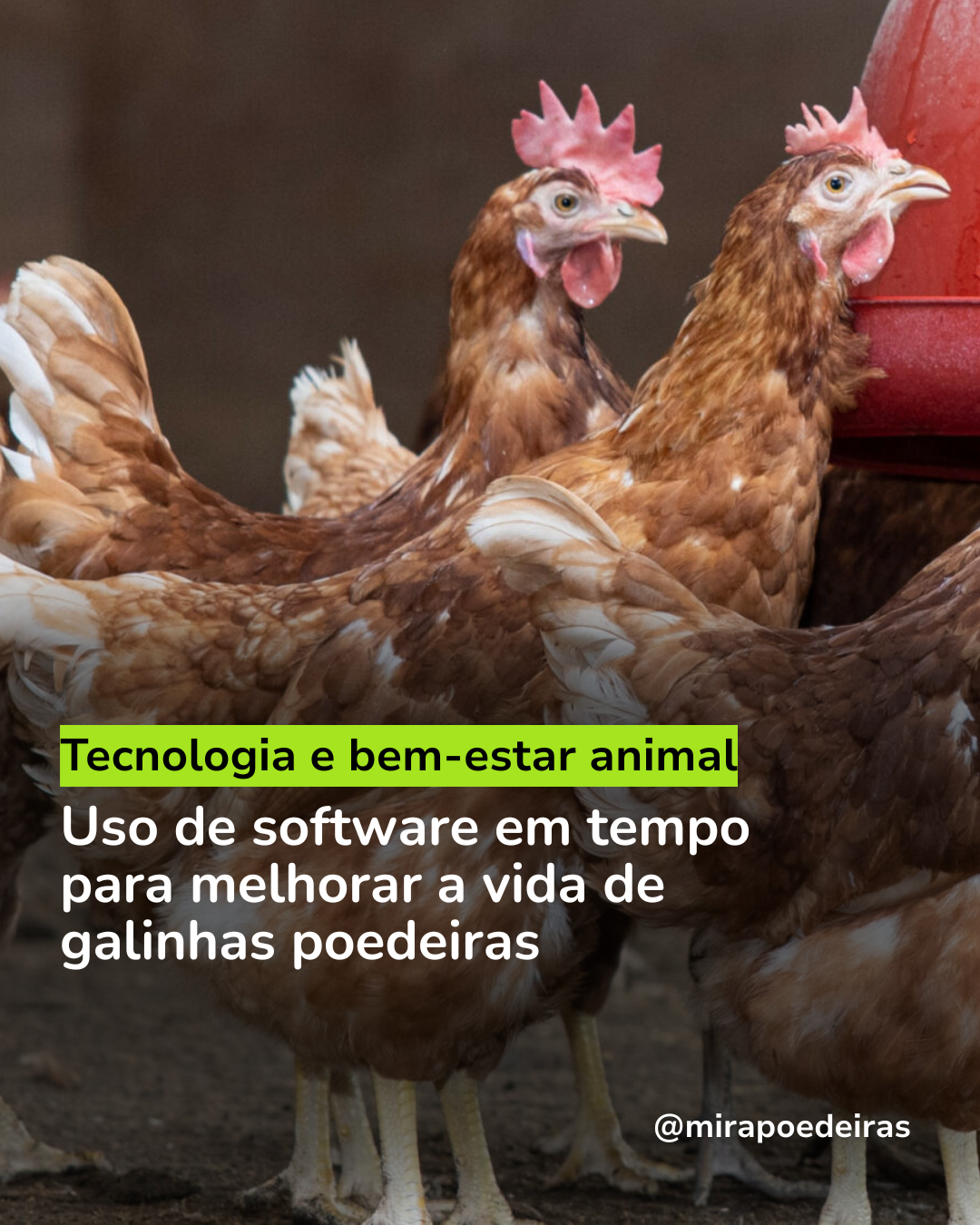 Parceiros promovem o bem-estar de poedeiras com o uso de software em tempo real